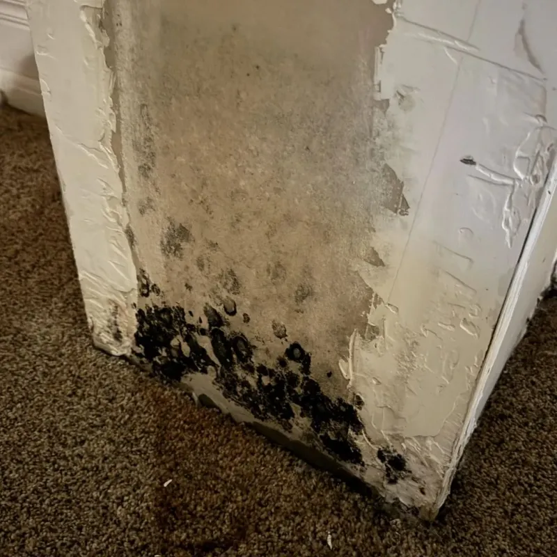 Professional Mold Removal in White Haven, PA
